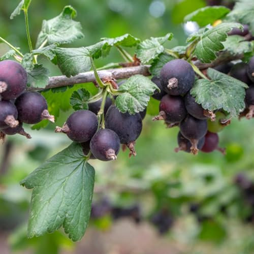 Carbeth Plants - Jostaberry Bush Ribes x Nidigrolaria in 9cm Pot. Gooseberry/Blackcurrant Hybrid Fruit Plant for Outdoor. Produces Large Shiny Black Berries During The Summer, 9cm Potted Plant