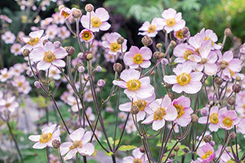 Anemone hupehensis 'Japanische Anemone' 15 Samen Japanische Windblume