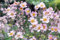Anemone hupehensis 'Japanische Anemone' 15 Samen Japanische Windblume
