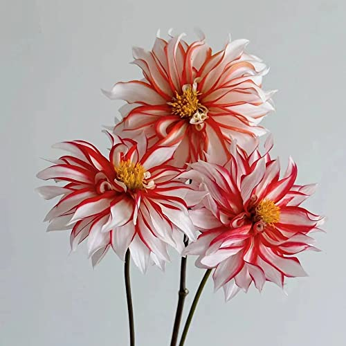 Dahlien Knollen Rot - Seltene Pflanzen Zwiebeln Serie - Dahlia Dahlie Bonsai PflanzenküBel Blumenzwiebeln MehrjäHrig Winterhart Bodendecker Winterharte Stauden Balkonpflanzen 1Stück