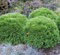 Bubikopf Lebensbaum Mr Bowling Ball 20-25cm - Thuja occidentalis