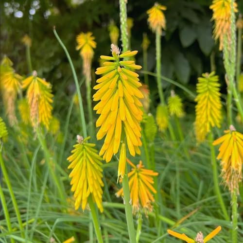 50 pz semi perenni resistenti del giglio della torcia Piante da ombra, piante resistenti per balconi (Kniphofia uvaria) Pianta fiori regali di Pasqua semi regalo di piante in vaso