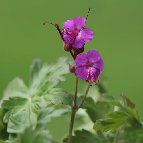 Plant Theory 9cm Pot Geranium Macrorrhizum Bevans Variety Balkan Cranesbill Perennial