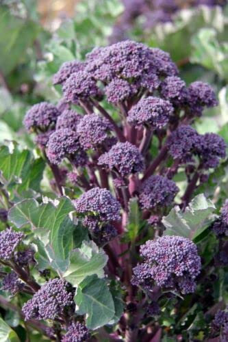 Purple Sprouting Broccoli Plug Plants- Grow Your Own from Our Premium Quality Plants (3)