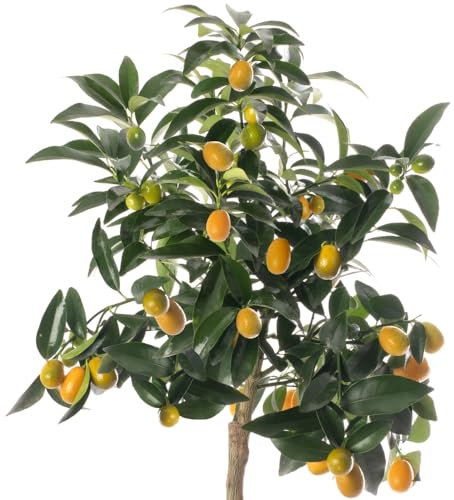 Naranjo Enano Natural Cultiva Kumquats Orgánicos en la Comodidad de tu Hogar