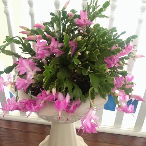 weihnachtskaktus - schlumbergera - mehrjährig winterharte 180samen