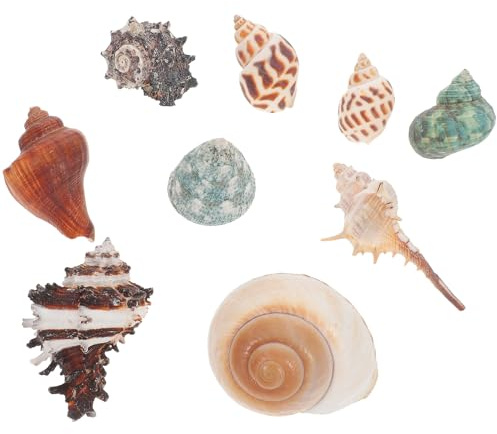 HEMOTON Coquilles Naturelles de Bernard-l'hermite pour Aquarium, Lot de 9 Pièces, Ornement Décoratif sous-Marin, Conques Percées pour Habitat de Crabes et Cachettes pour Style Aléatoire