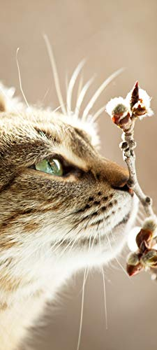 Bilderdepot24 Türtapete Katze 90 x 200 cm - einteilig Türaufkleber Türfolie Türposter - Tier Haustier Stubentiger