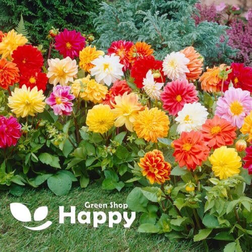 Dahlia Variabilis Dwarf Unwins - 110 Seeds + Plant tag + Freebie - Large semi-Double Coloured Flowers