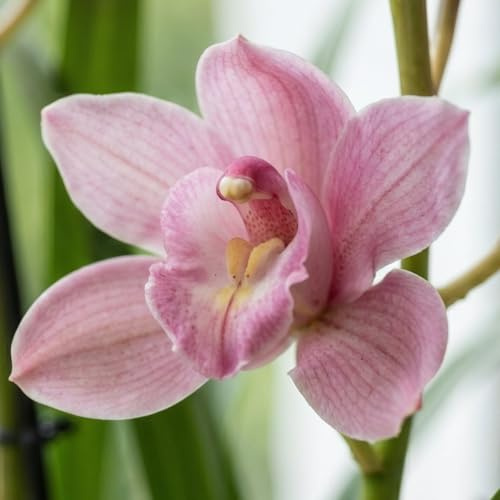 Orchideen Echte Pflanzen Rosa Cymbidium - 1 große Zimmerpflanze aus Holland | 60-70 cm hoch, 14 cm Topf, mit Blüten und duftend (Nicht künstlich, ohne Dünger und Topf, keine Samen, nicht winterhart)