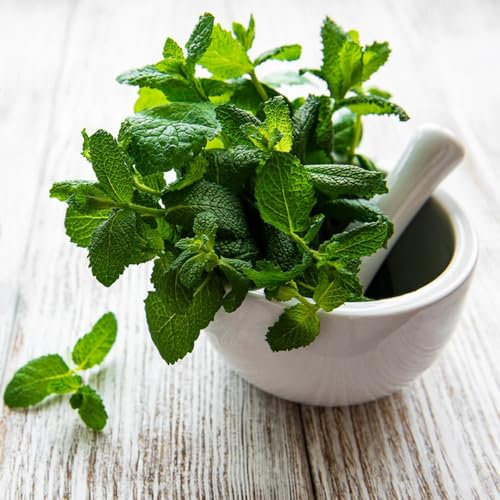800 piezas Semillas de melisa, planta de melisa, semillas de menta. semillas organicas semillas de hierbas Las plantas perennes son plantas perennes resistentes. cultivo de semillas