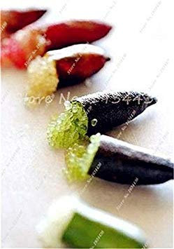 . Piante 50 Pezzi Finger Lime pianta Rara Melograno Biologico Alimentazione Frutta Balcone Cortile in Vaso per Il Giardino Domestico: 12