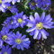 Blumenzwiebeln Anemonenzwiebeln Anemonen blanda Blue Shades (Frühlingsanemone) (100 Zwiebeln)
