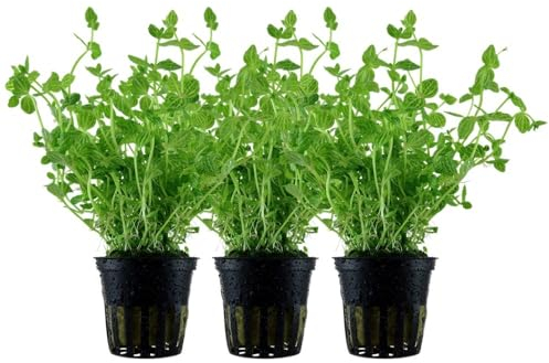 AquaOne Aquarium Pflanze 3 Stück Lindernia rotundifolia I Mittelgrund Wasserpflanze Aquariumpflanze Stängelpflanze voll durchwurzelt Aquascaping Dekoration