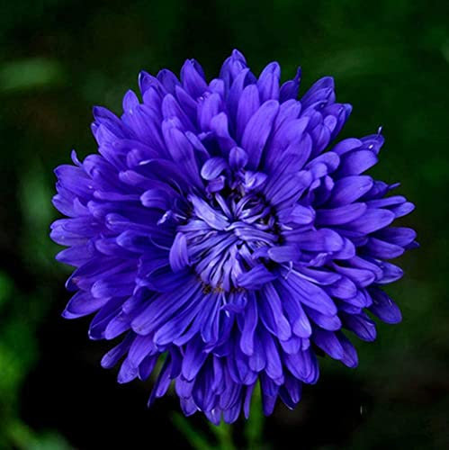 100 pezzi semi di crisantemo fiore blu viola unico bellissimi fiori di erbe facili da piantare all'aperto decorazione vaso da giardino