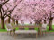 Oedim Fotomural Vinilo Adhesivo Flores de Cerezo, 200x150cm, Vinilo Adhesivo Decorativo para Habitaciones, decoración para Paredes.