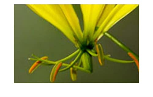 Stk - 5x Gloriosa superba Yellow Ruhmeskrone Garten Pflanzen - Samen A243 - Seeds & Plants Shop by Ipsa