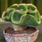 Generic 100 Pz/borsa Semi di Cactus Mini Forma Romanzo Leggero Semi di Bonsai da Tavolo per la Campagna Istruzioni di Piantagione Completa per Piantare Semi Di Cactus