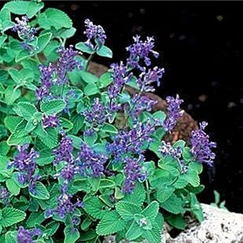 PERZOE 50 Stück Nepeta Cataria Samen, Katzenminze Katzenminze Garten Kräuterpflanze Bonsai Katzenminze Samen