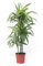 Verdecora Dracena Lemon Lime | Dracena limon | Planta natural de interior (altura total aproximada 75-80cm)