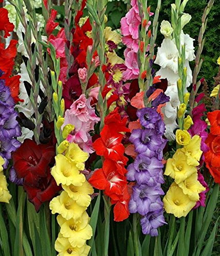 40 Mixed Gladioli Bulbs Summer Flowering Perennial : - by GARTHWAITE NURSERIES® : - UK Stockist