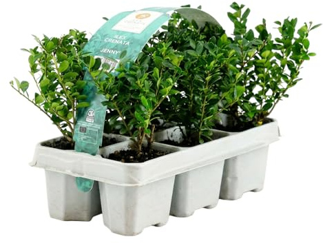 Bloomique - Lot de 1 - Ilex crenata Jenny - Houx japonais - Feuillage Persistant - Rustique - Compact - Hauteur 10-20 cm - Motte 6 cm