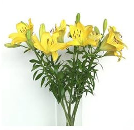 JARDIN202 - Liliums LA | Flor Natural | Ramo de 10 tallos | 80cm de alto | Amarillo