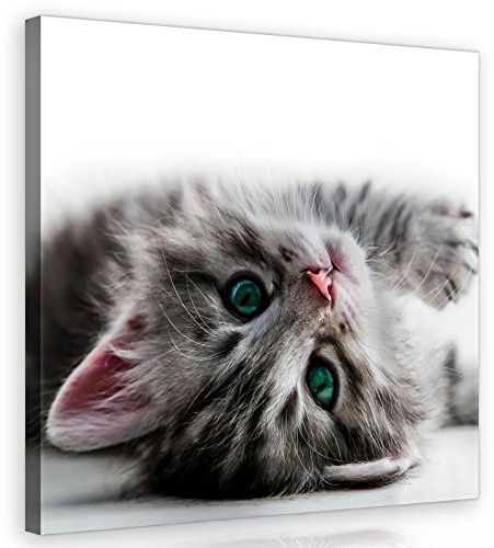 Forwall Leinwand Bilder - Katze Tiere Mädchen Kinderzimmer - 40x40 cm | Leinwandbilder, Bild auf leinwand, Wandbild XXL groß Wandbilder für Wohnzimmer Schlafzimmer Wohnzimmerbilder