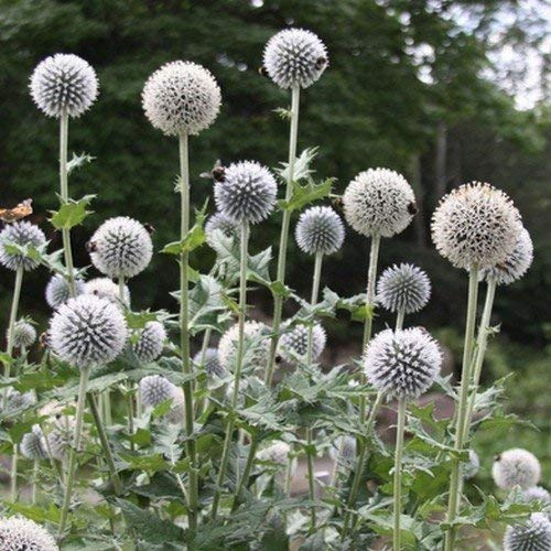 Frische 500 Samen - Weiße Kugel-Distel-Blumensamen