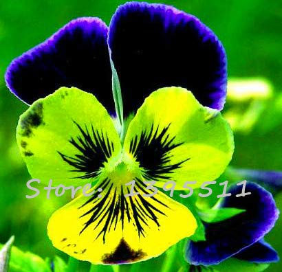 24 colori 50 pezzi/pacco fiore viola del pensiero viola ondulato viola tricolore fiore pianta in vaso fai da te a casa & amp; giardino: 18