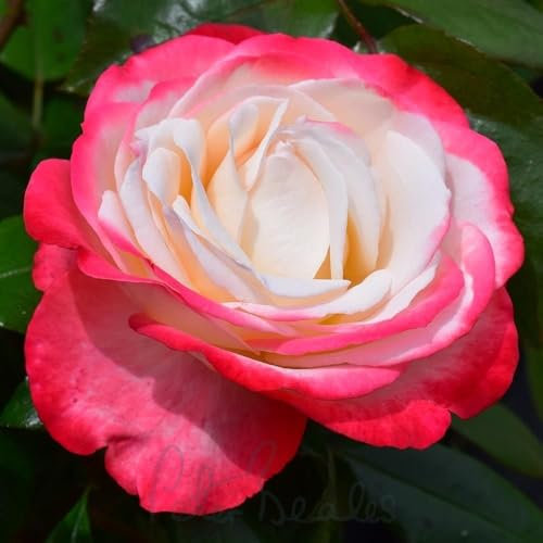 Peter Beales Roses UK Nostalgia Bush Rose, Cream and Cherry-red Hybrid Tea, 90cm x 45cm, Double Blooms