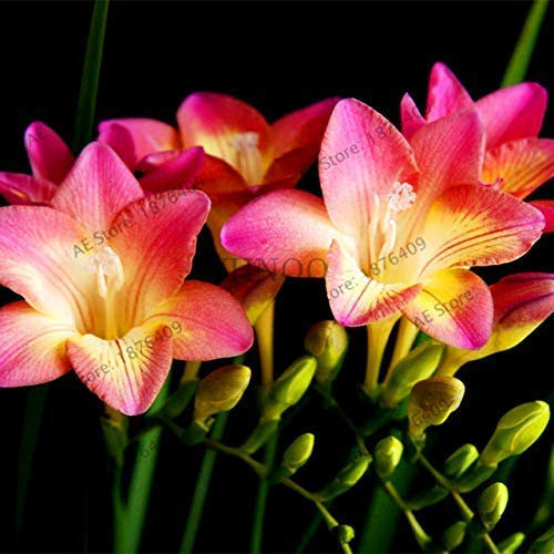 Bloom Green Co. 100pcs / bag Freesie Garten, Freesie Blumenzwiebeln Freesie Bonsai Blumenzwiebeln Blumen Orchid Freesie Rhizome Zwiebelblumen: 5