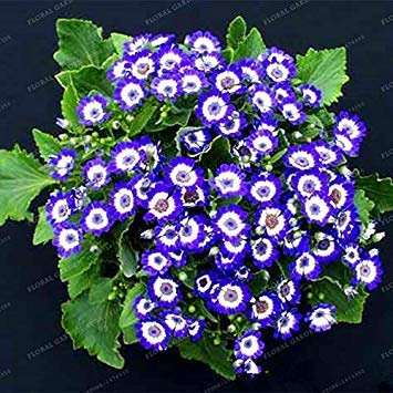 Potseed . 100 PCS Pericallis Hybrida Aster Flower Flower Plant Rainbow Chrysanthemum Perennial Flowers Home Garden Plant: 10