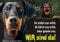 Hundeschild Dobermann Pinscher - stabiles Schild aus 1,5 mm Metallplatte - bis DIN A3 bestallbar, DIN A4