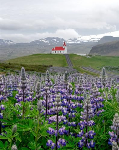 Puzzle 1000 Teile,Impossible Puzzle,Puzzle-Geschenk,-Lupinen, Blütenstände, Feld 70x50cm