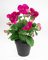 Stiefmütterchen 30cm im Topf FT Kunstpflanzen künstliche Veilchen Blumen Kunstblumen (Fuchsia-pink)