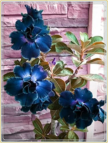 WüStenrosen Zwiebeln, BlüHen Lang,WüStenrose Pflanze, Winterhart,Einfach Zu ZüChten.Verleihen Ihrem Garten Eine Stimmungsvolle SchöNheit. Winterhart Zwiebeln, Winterhart Pflanzen, 1zwiebeln-F