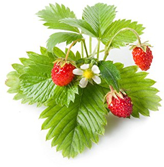 Click and Grow Wald-Erdbeere 9 Stück, Pflanzschalen für Wilderdbeeren, Nachfüll Plant Pods Substratkapsel für Smart Garden