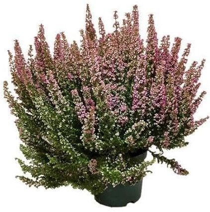 Planta de Interior o Exterior Calluna Vulgari Comunmente Conocida como Brezo