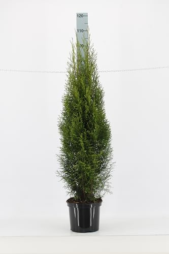 25st. Thuja Smaragd 120-150cm für 10m Hecke Lebensbaum Heckenpflanzen Edelthuja