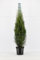 25st. Thuja Smaragd 120-150cm für 10m Hecke Lebensbaum Heckenpflanzen Edelthuja
