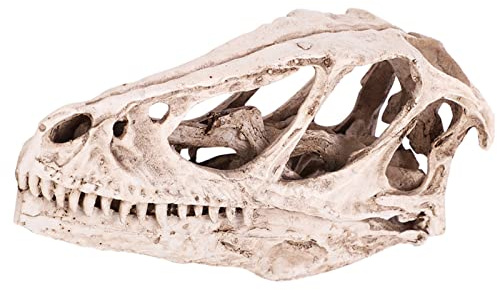 KIMISS Harz-Dinosaurier-Schädel, Velociraptor-Schädel-Modell Imitiertes Tierskelett-Statuen-Dinosaurier für Bastel-Lehr-Requisite