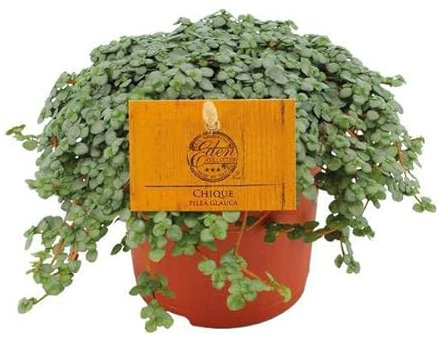 Kanonierblume - Pilea Glauca - Zimmerpflanze - Ø11cm - 15cm