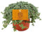 Kanonierblume - Pilea Glauca - Zimmerpflanze - Ø11cm - 15cm