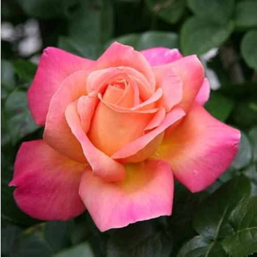 Chicago Peace Rose Bush, Pink, 3L Pot, Garden Ready Plant for Outdoor Growing, Borders and Patio