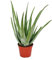 Aloe Vera Planta Natural Adulta 40cm de Altura Maceta de 14cm Planta Interior y Exterior