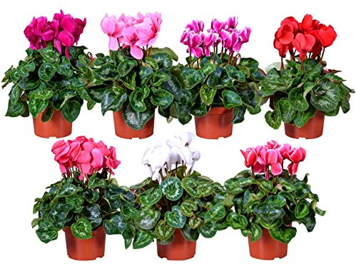 POWERS TO FLOWERS - CICLAMINO SUPERSERIE A FIORE MEDIO. SET 7 PIANTE, IN VASO 12CM, piante vere