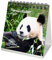 Pandazauber Kalender für 2025 Format 10cm x 10cm Panda - Geschenkset Inhalt: 1x Kalender, 1x Weihnachtskarte (insgesamt 2 Teile)