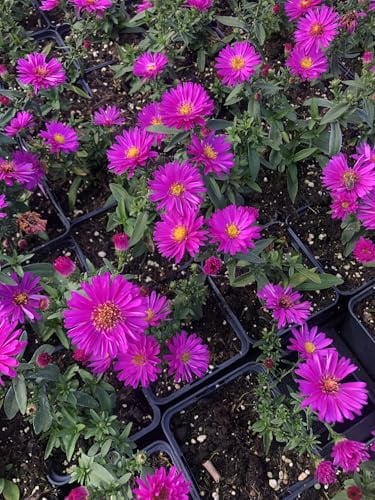 6x Aster - Aster dumosus 'Starlight' | 9x9 cm pot