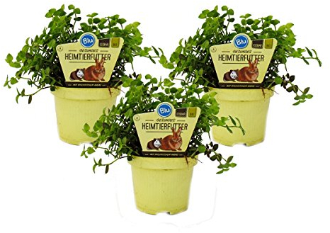 Ensemble de 3 plantes alimentaires pour animaux de compagnie - Callisia repens - Nourriture vitale pour lapins, oiseaux d'ornement, reptiles, hamsters et cobayes